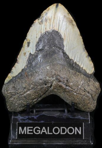 Bargain Megalodon Tooth - North Carolina #41152